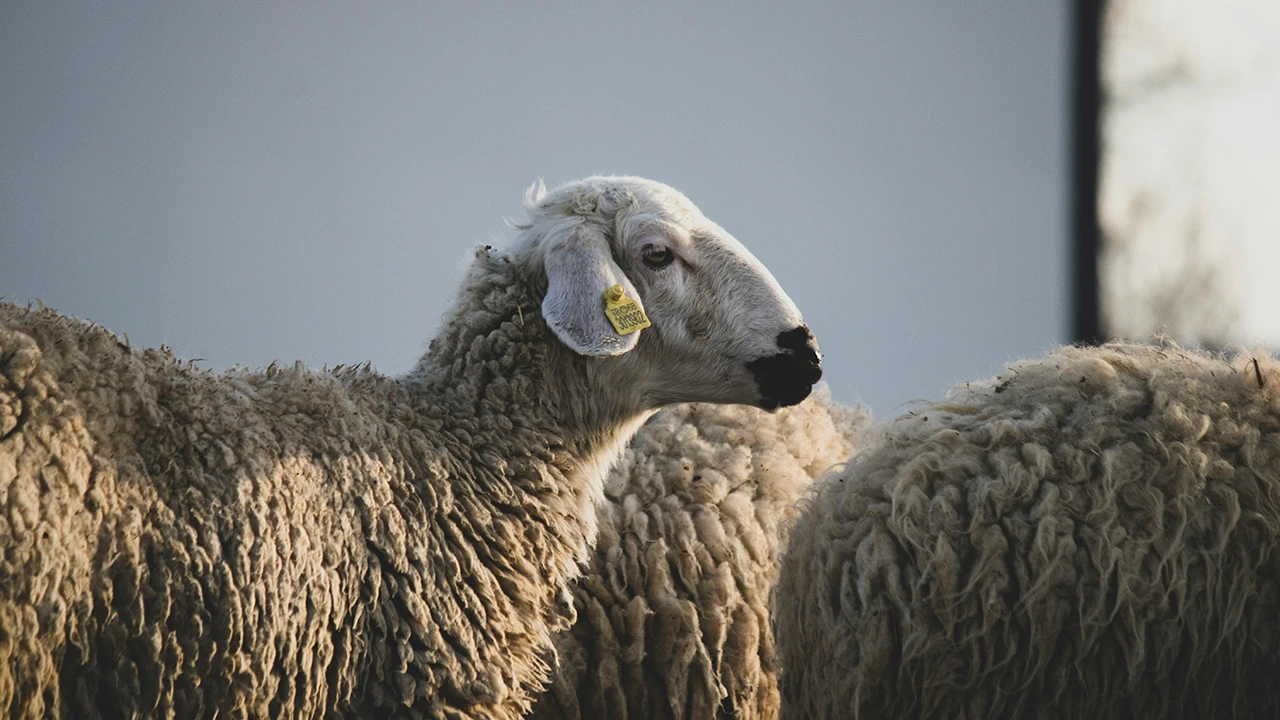 Yurt İçi Adak, Akika, Şükür Kurbanı Küçükbaş