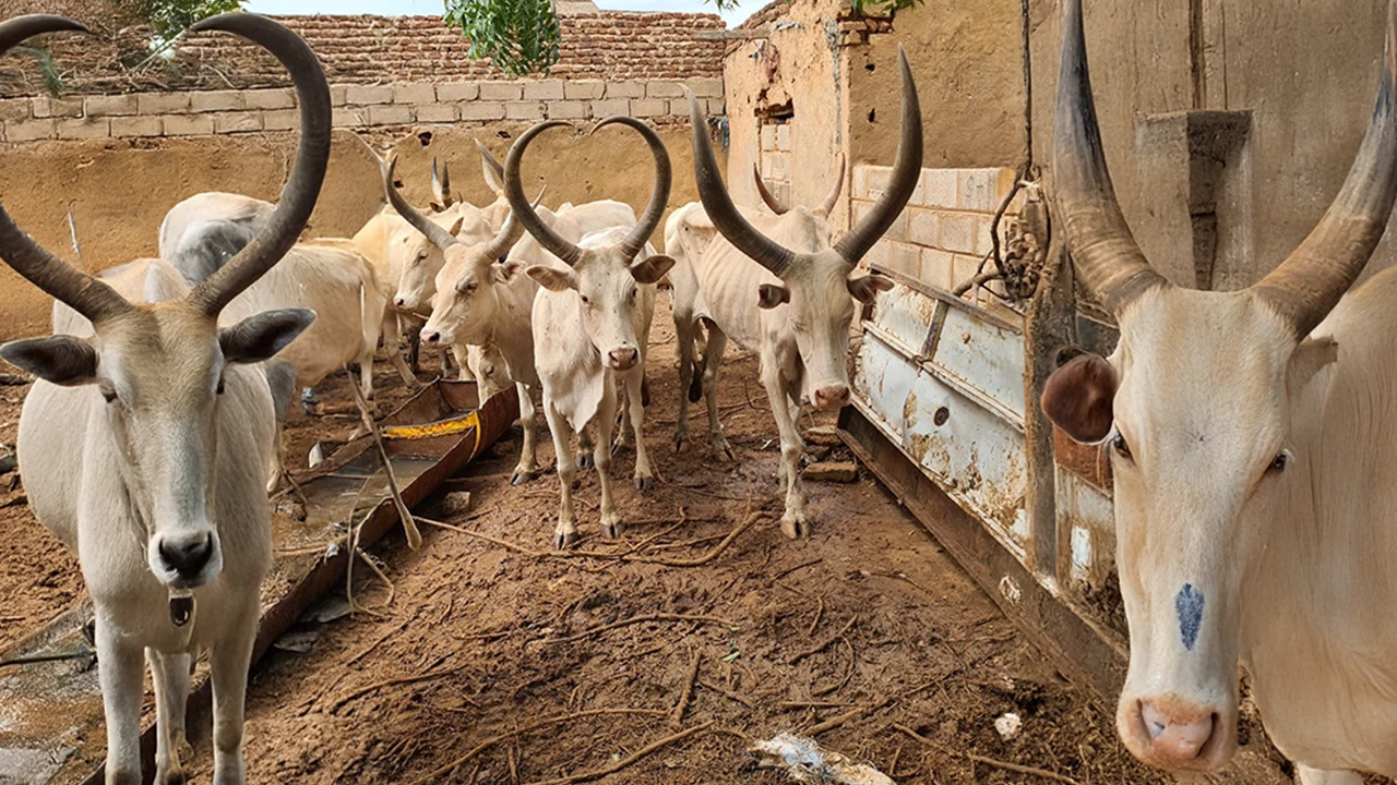 Yurt Dışı Adak, Akika, Şükür Kurbanı Büyükbaş Hisse Bedeli